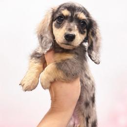 Pepper - Dapple female Dachshund puppy in Fredericksburg, Indiana from Blue River Mini Dachshunds
