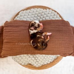 Coke - Red merle female Miniature Australian Shepherd puppy in Oklahoma City, Oklahoma from Outland Toy & Mini Aussies