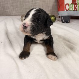 Skittles - Tri-color female Bernedoodle puppy in Luana, Iowa from Country View Bernedoodles and Goldendoodles
