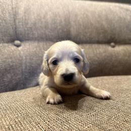 Very Petite Boy - Cream male Dachshund puppy in Walla Walla Valley, Oregon from English Cream Dachshunds