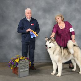 "Ike finishing his AKC championship at 10 months" Alaskan Malamute All Grown Up from Sno-Cub Alaskan Malamutes