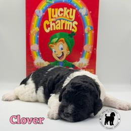 Clover - Parti female Goldendoodle puppy in Ponchatoula, Louisiana from Real Life Furrytales