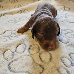 Boy 1 - Chocolate and tan male Dachshund puppy in New Castle, Colorado from Shaffers low riding weiners