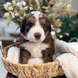 Bernedoodle and Goldendoodle Puppies from Apricot Roots Doodles