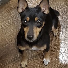 Australian Shepherds and Rat Terriers from Annette's Puppies