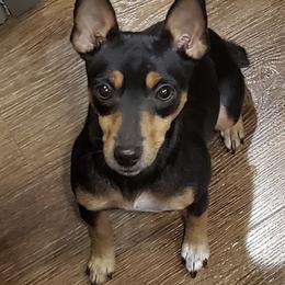 Australian Shepherds and Rat Terriers from Annette's Puppies