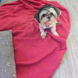 Gracie - Shih Tzu
