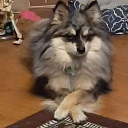 Timber - Pomsky
