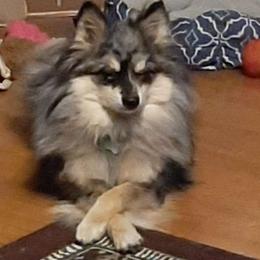 Timber - Pomsky