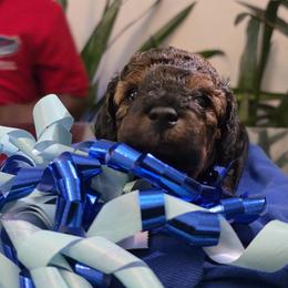 Poodle Puppies from Quality Care Dobermans