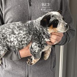 Jessi - Male 2 - Blue male Australian Cattle Dog puppy in Jefferson, South Carolina from Blue Creek Farms