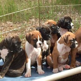 Boxer Puppies from Venician Boxers