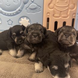 Miniature Schnauzer Puppies from Miniature Schnauzer Paradise llc