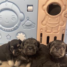 Miniature Schnauzer Puppies from Miniature Schnauzer Paradise llc