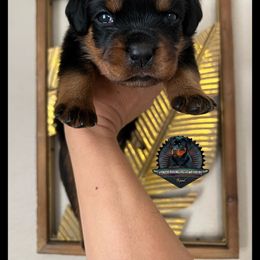 Rottweiler Puppies from Von Der Hing Rottweilers