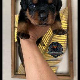 Rottweiler Puppies from Von Der Hing Rottweilers