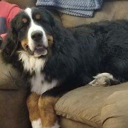 Bernese Mountain Dogs from DeAm Bernese