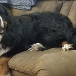 Bernese Mountain Dogs from DeAm Bernese