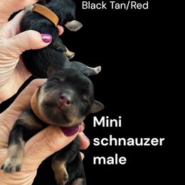 Espresso - Black male Miniature Schnauzer puppy in Temple, Texas from Schnauzers Of Taylor
