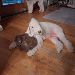 Bedlington Terrier Puppies from RYAS Bedlington Terriers Kennel