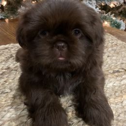 Shih Tzu Puppies from Socal Mother Of Shih Tzus