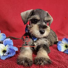 Boy 2 - male Miniature Schnauzer puppy in Daphne, Alabama from Puppy Sugars Kennels
