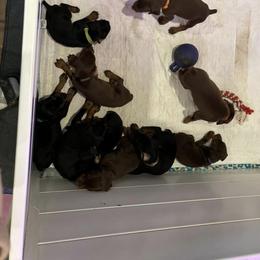 Doberman Pinscher Puppies from Joselyn James