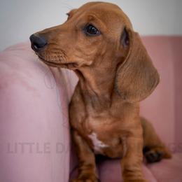 Soccer Boy - Cream male Dachshund puppy in Temecula, California from Naomi Magee's Dachshund Kennel