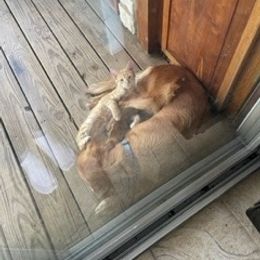 Golden Retriever All Grown Up from Golden Acres LLC