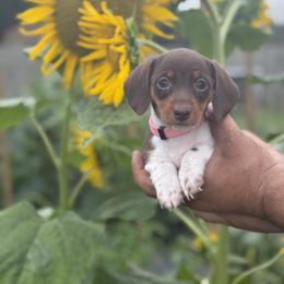 Dachshund Puppies from Thomas Homestead and Rabbitry