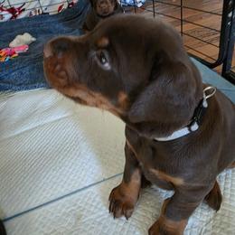 Male1 - Red and rust male Doberman Pinscher puppy in Anderson, Indiana from Legendary Kennels