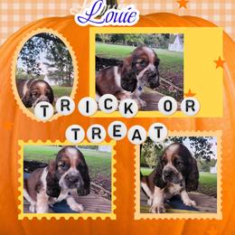 Pablo - Tri-Roan male English Springer Spaniel puppy in Westover, Maryland from Sterling's springer Haven