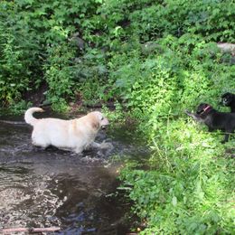 Labrador Retriever Puppies from Reve Labradors