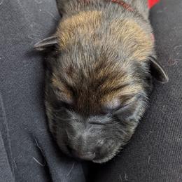 German Shepherd Puppies from Reign Land