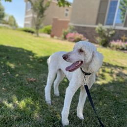 Arthur - Poodle