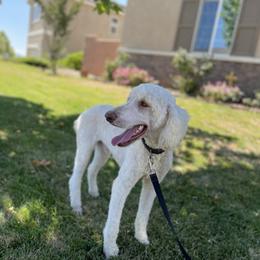 Arthur - Poodle
