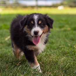 Australian Shepherd Puppies from WC Ranch