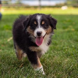Australian Shepherd Puppies from WC Ranch
