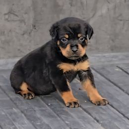 Girl 1 - Black and mahogany female Rottweiler puppy in Holts Summit, Missouri from Hurleyhaus Rottweilers