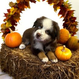 Belle - Red tri-color female Miniature American Shepherd puppy in Godley, Texas from Bradley Kennels