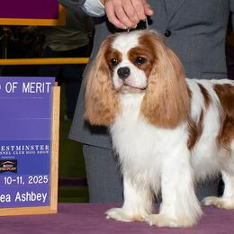 Amigo - Cavalier King Charles Spaniel