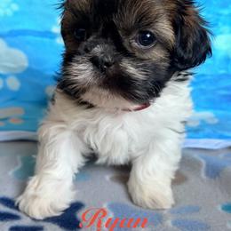 Ryan - Black gold and white male Shih Tzu puppy in Hemet, California from Aloha Shih Tzu
