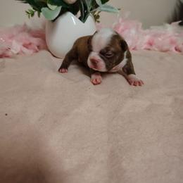 Boston brown girl 2 - Red female Boston Terrier puppy in Salisbury, North Carolina from P3 Boston Terriers in NC