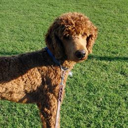 Poodles from Auburn Red Standard Poodles