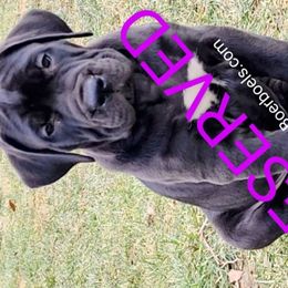AdoraBoerboels Coffy - Black Boerboel puppy in Machesney Park, Illinois from Adoraboerboels