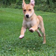 Carolina Dog Puppies from Williams Sweet Carolina