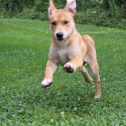 Carolina Dog Puppies from Williams Sweet Carolina
