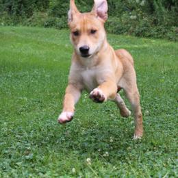 Carolina Dog Puppies from Williams Sweet Carolina