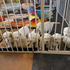 Clumber Spaniel Puppies from Lemontree Clumbers
