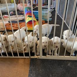 Clumber Spaniel Puppies from Lemontree Clumbers